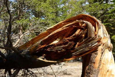 DSC_0011 (Large).JPG